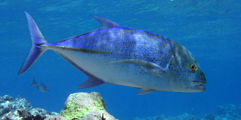 fish-bluefin-trevally - Spoon Guru