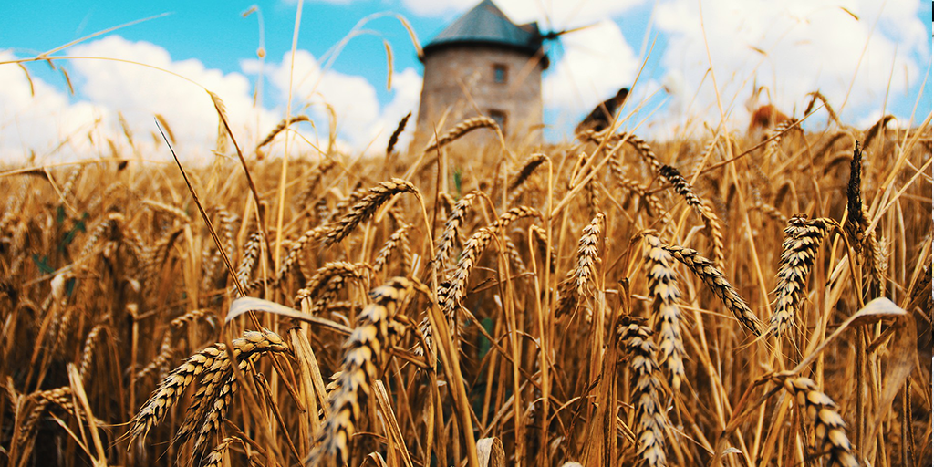 wheat-field Wheat field - wheat allergy Spoon Guru fact sheet
